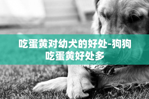 吃蛋黃對幼犬的好處-狗狗吃蛋黃好處多
