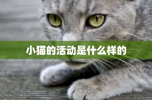 小貓的活動是什么樣的