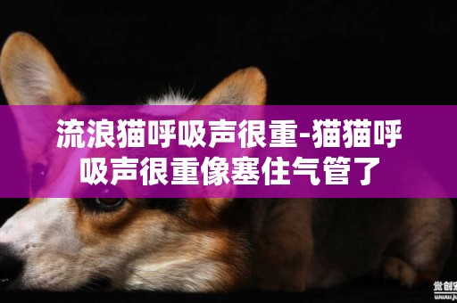 流浪貓呼吸聲很重-貓貓呼吸聲很重像塞住氣管了