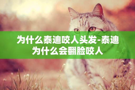 為什么泰迪咬人頭發-泰迪為什么會翻臉咬人