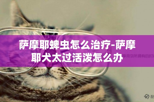 薩摩耶蜱蟲怎么治療-薩摩耶犬太過活潑怎么辦
