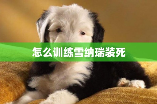 怎么訓練雪納瑞裝死