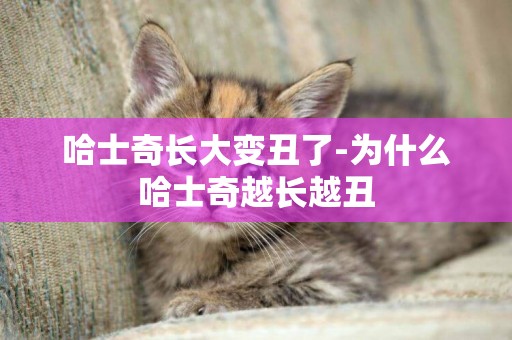 哈士奇長大變丑了-為什么哈士奇越長越丑