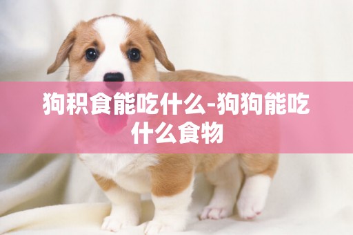 狗積食能吃什么-狗狗能吃什么食物