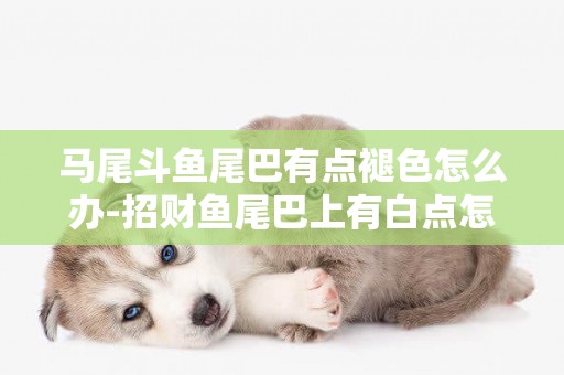 馬尾斗魚尾巴有點褪色怎么辦-招財魚尾巴上有白點怎么辦