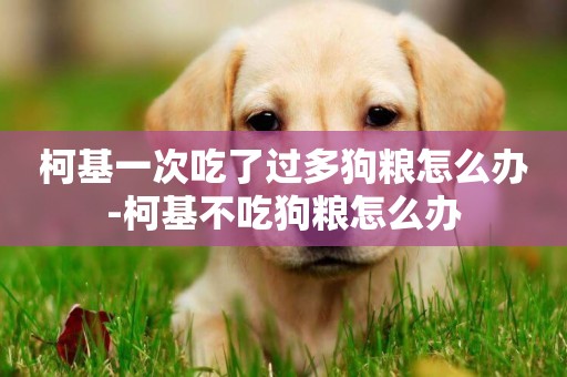 柯基一次吃了過多狗糧怎么辦-柯基不吃狗糧怎么辦