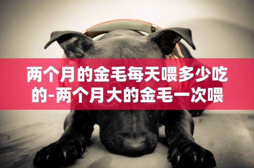兩個月的金毛每天喂多少吃的-兩個月大的金毛一次喂多少狗糧