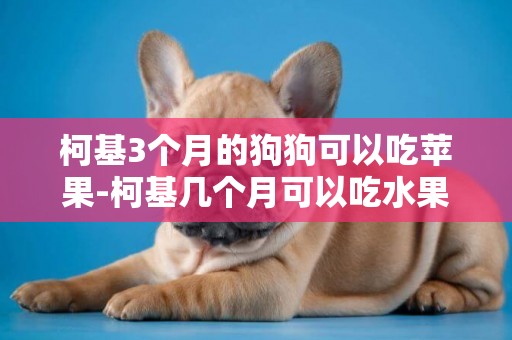 柯基3個月的狗狗可以吃蘋果-柯基幾個月可以吃水果