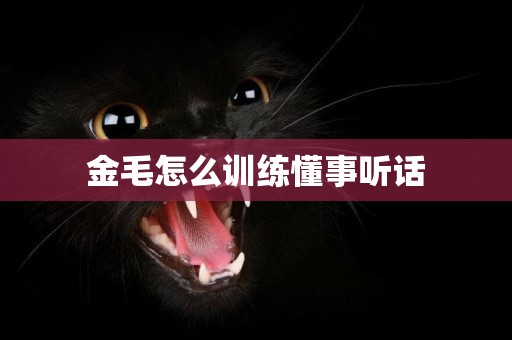 金毛怎么訓練懂事聽話