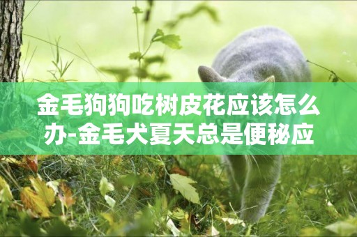 金毛狗狗吃樹皮花應該怎么辦-金毛犬夏天總是便秘應該怎么辦呢