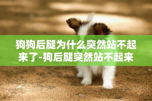 狗狗后腿為什么突然站不起來了-狗后腿突然站不起來