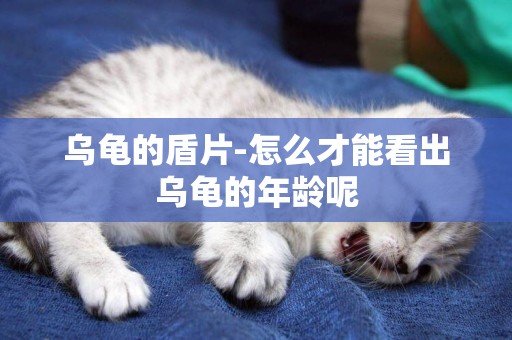 烏龜的盾片-怎么才能看出烏龜的年齡呢