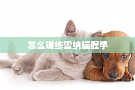 怎么訓練雪納瑞握手