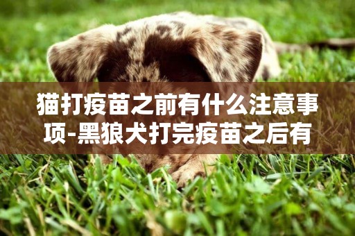 貓打疫苗之前有什么注意事項-黑狼犬打完疫苗之后有哪些注意事項