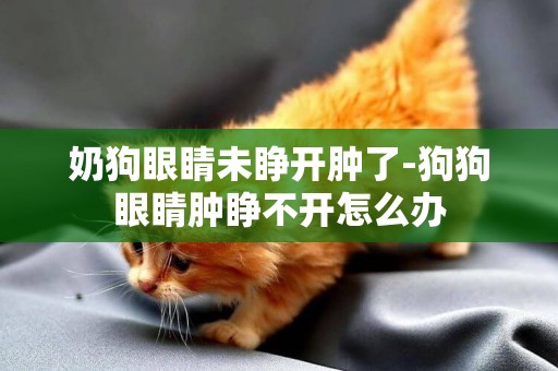 奶狗眼睛未睜開腫了-狗狗眼睛腫睜不開怎么辦