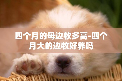 四個月的母邊牧多高-四個月大的邊牧好養嗎