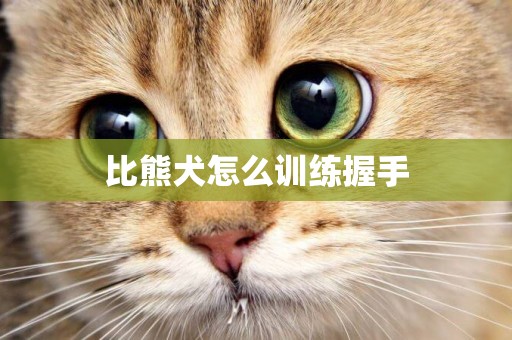 比熊犬怎么訓練握手