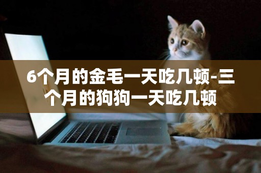 6個月的金毛一天吃幾頓-三個月的狗狗一天吃幾頓