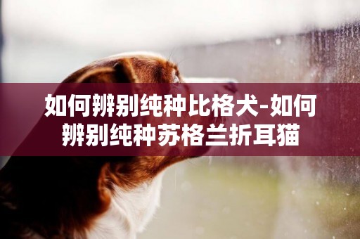 如何辨別純種比格犬-如何辨別純種蘇格蘭折耳貓