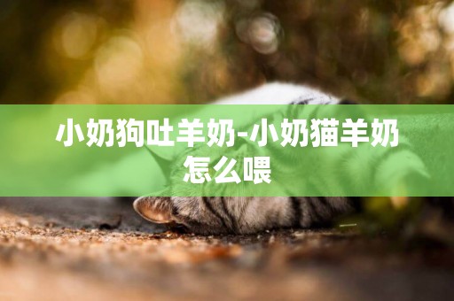 小奶狗吐羊奶-小奶貓羊奶怎么喂