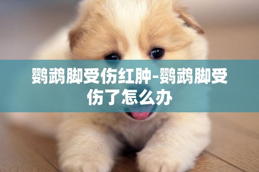 鸚鵡腳受傷紅腫-鸚鵡腳受傷了怎么辦