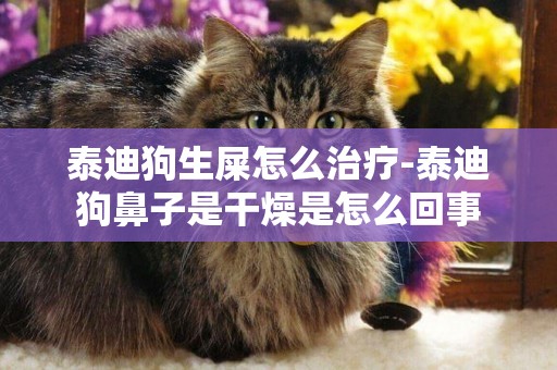 泰迪狗生屎怎么治療-泰迪狗鼻子是干燥是怎么回事