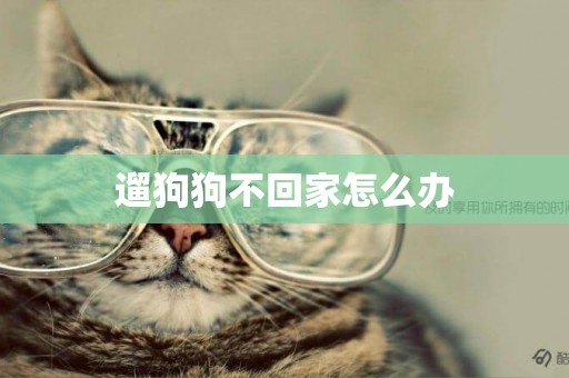 遛狗狗不回家怎么辦