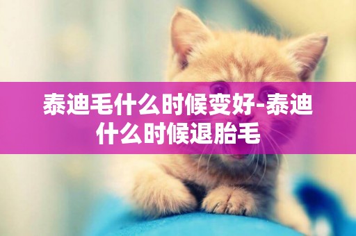 泰迪毛什么時候變好-泰迪什么時候退胎毛