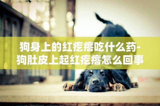狗身上的紅疙瘩吃什么藥-狗肚皮上起紅疙瘩怎么回事