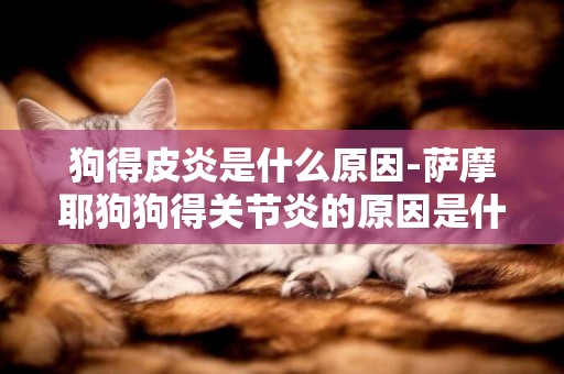 狗得皮炎是什么原因-薩摩耶狗狗得關節炎的原因是什么