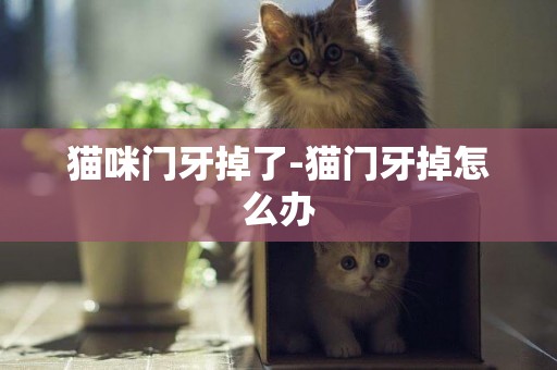 貓咪門牙掉了-貓門牙掉怎么辦