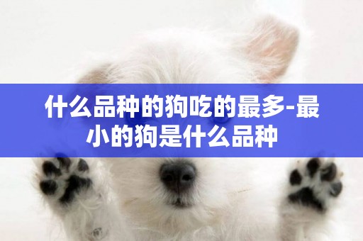 什么品種的狗吃的最多-最小的狗是什么品種
