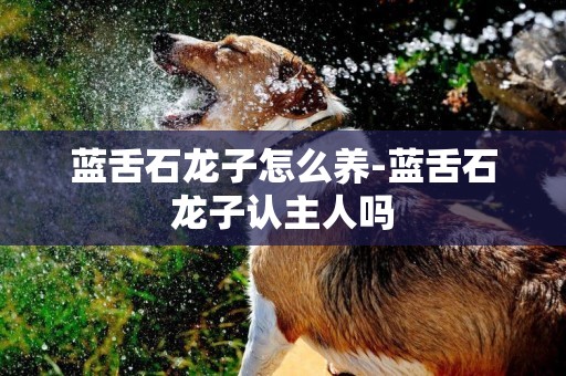 藍舌石龍子怎么養-藍舌石龍子認主人嗎