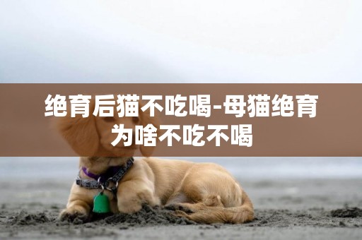 絕育后貓不吃喝-母貓絕育為啥不吃不喝