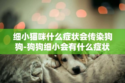 細小貓咪什么癥狀會傳染狗狗-狗狗細小會有什么癥狀