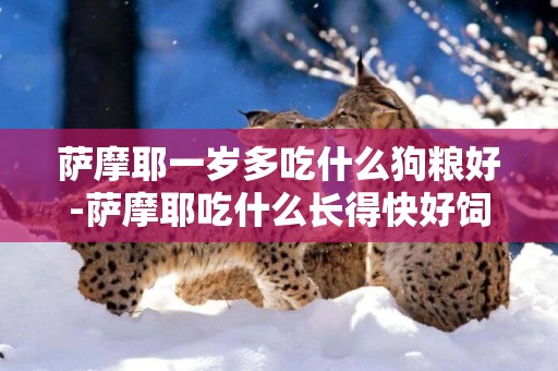 薩摩耶一歲多吃什么狗糧好-薩摩耶吃什么長得快好飼養嗎