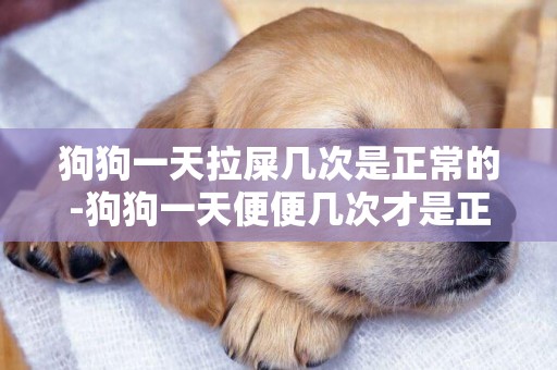 狗狗一天拉屎幾次是正常的-狗狗一天便便幾次才是正常的