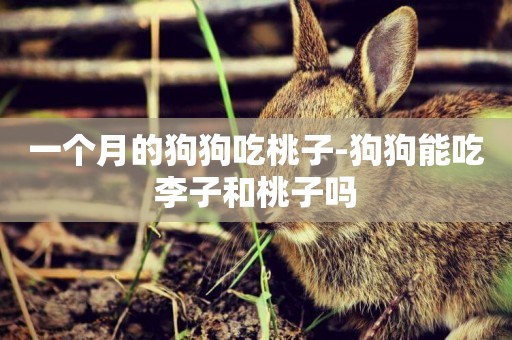 一個月的狗狗吃桃子-狗狗能吃李子和桃子嗎