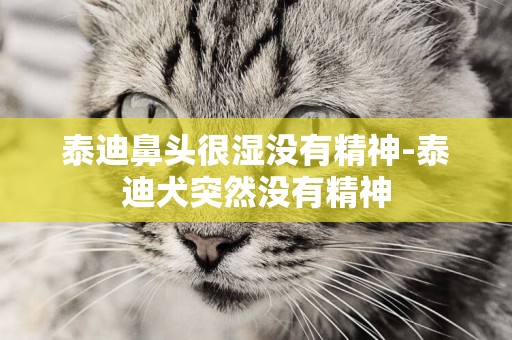 泰迪鼻頭很濕沒有精神-泰迪犬突然沒有精神