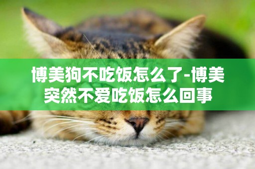 博美狗不吃飯怎么了-博美突然不愛吃飯怎么回事