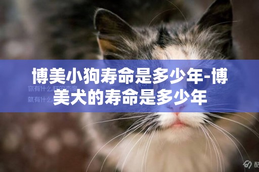 博美小狗壽命是多少年-博美犬的壽命是多少年