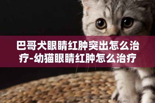 巴哥犬眼睛紅腫突出怎么治療-幼貓眼睛紅腫怎么治療