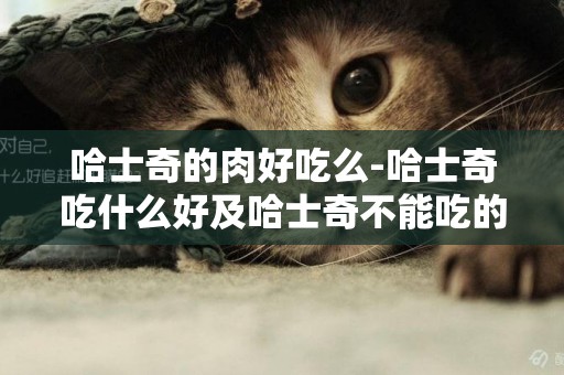 哈士奇的肉好吃么-哈士奇吃什么好及哈士奇不能吃的食物