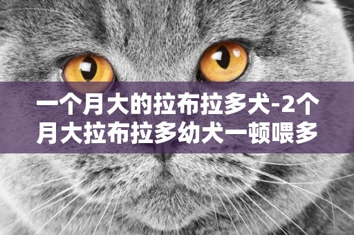 一個月大的拉布拉多犬-2個月大拉布拉多幼犬一頓喂多少狗糧