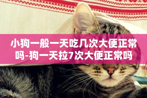 小狗一般一天吃幾次大便正常嗎-狗一天拉7次大便正常嗎