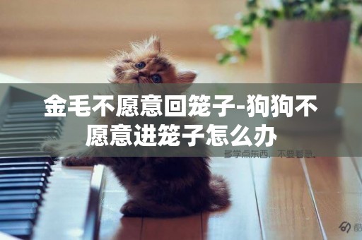 金毛不愿意回籠子-狗狗不愿意進籠子怎么辦
