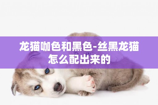 龍貓咖色和黑色-絲黑龍貓怎么配出來的