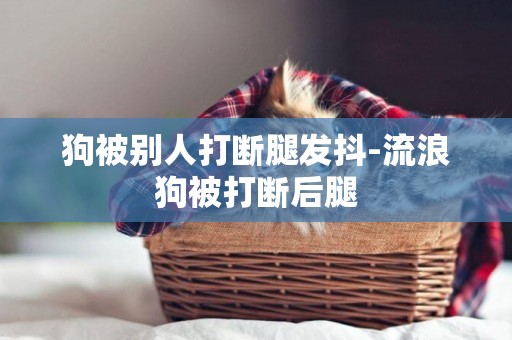 狗被別人打斷腿發抖-流浪狗被打斷后腿