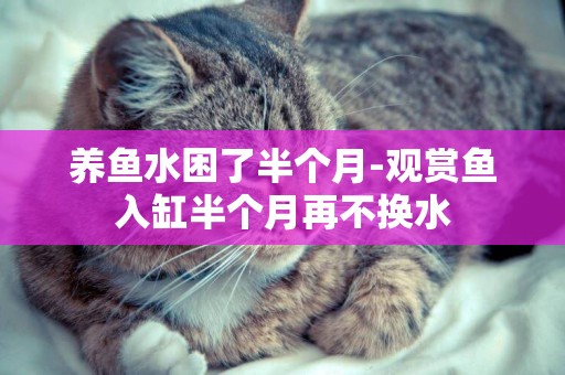 養魚水困了半個月-觀賞魚入缸半個月再不換水