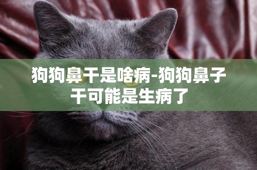 狗狗鼻干是啥病-狗狗鼻子干可能是生病了